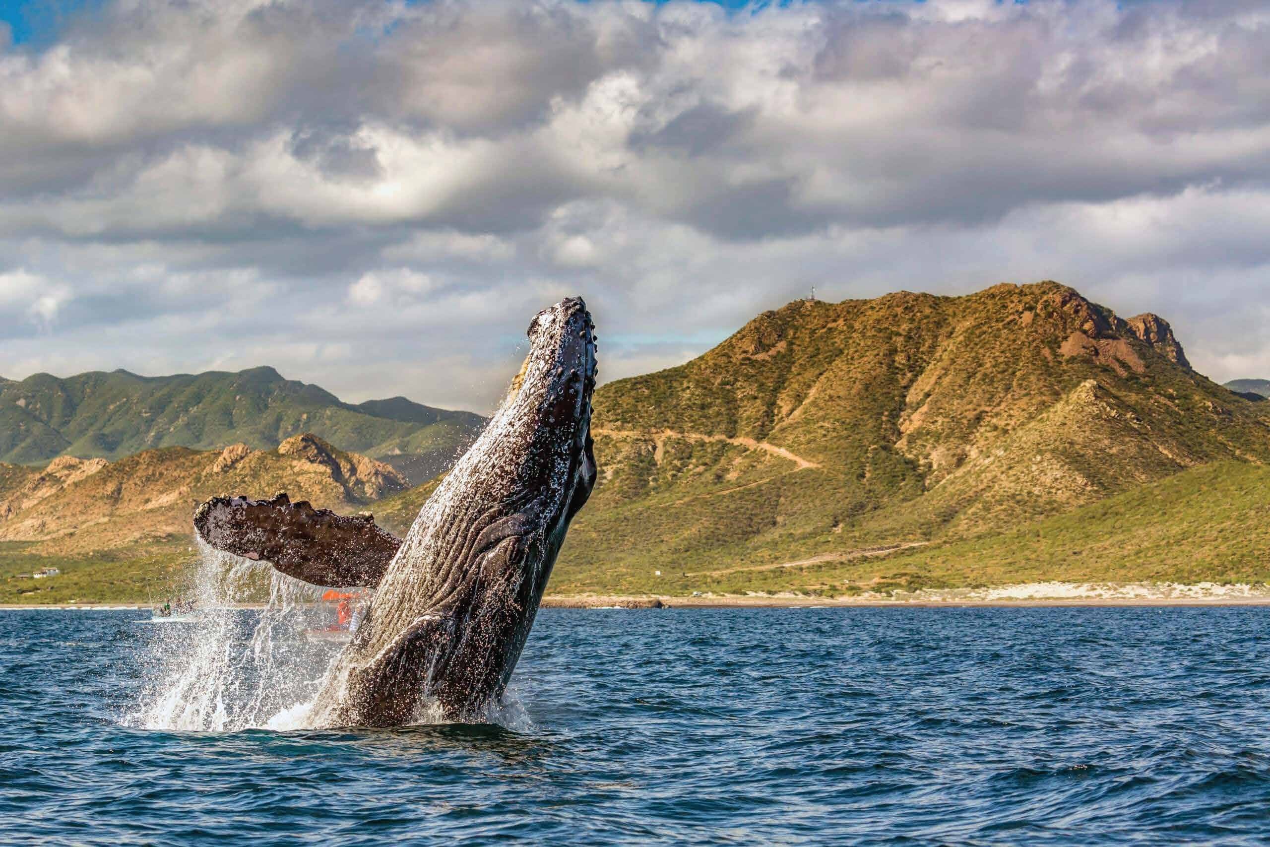 Whale breaching beside a mountainous coastline