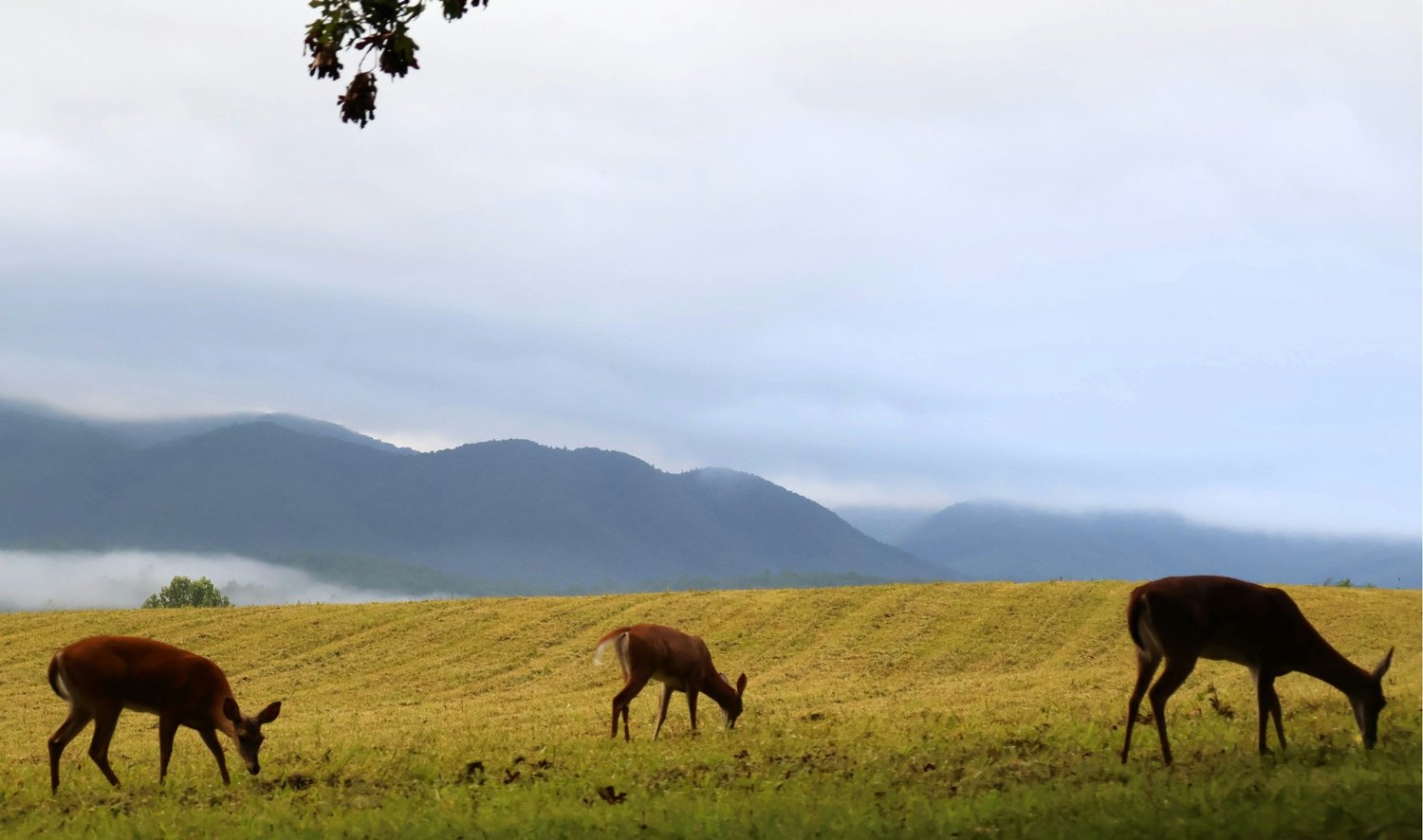 Views along Spring & Fall in the Great Smoky Mountains